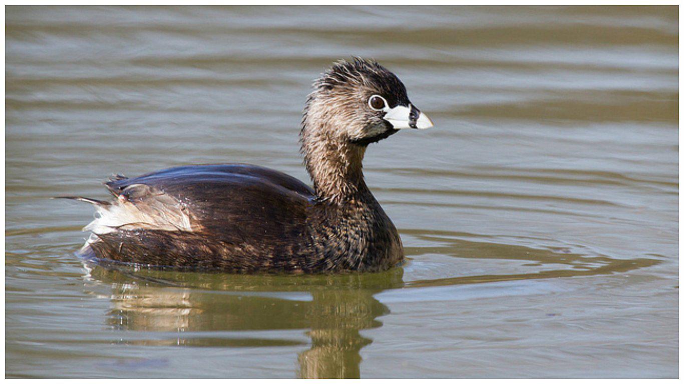 Colombia dejó extinguir a esta ave única en el mundo