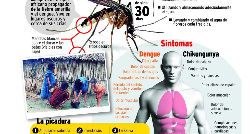 Junín en riesgo ante el dengue y la chikungunya PERU CORREO