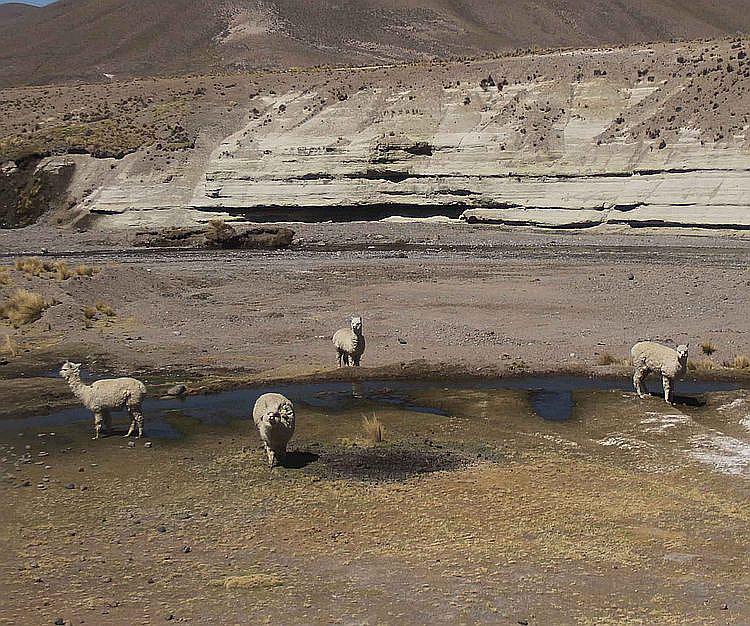 Sobrepastoreo lleva a crisis a la producción alpaquera 