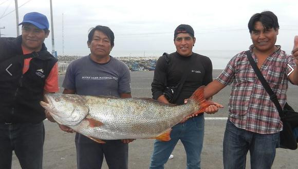 Pesca artesanal: Trasladan corvinas de 25 kilogramos para consumo en Lima 