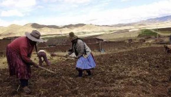 Seguro agrario cubrirá las pérdidas en Puno