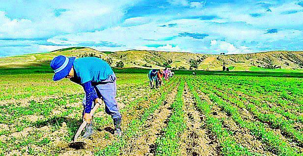 Minagri: Sector agropecuario crecerá más de 4%