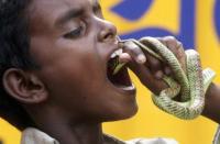 Bebé israelí mata una serpiente de un mordisco