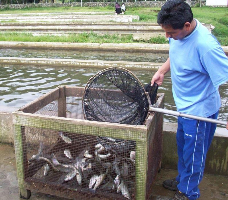 Producción impulsará crianza de tilapia en Puerto Inca