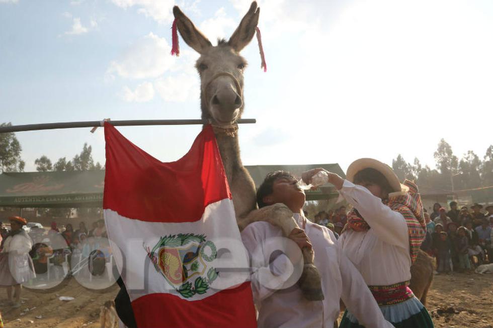 Así celebran humanos y animales en fiesta de Santiago (FOTOS)