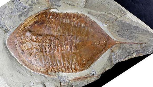 Hallan fósiles de trilobites con partes blandas y patas en Marruecos