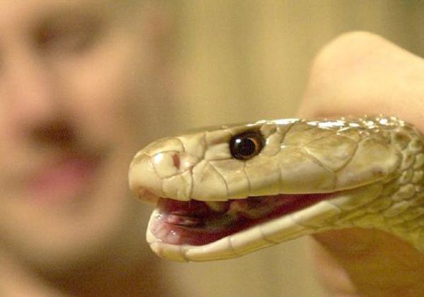 Joven sobrevive a mordedura de la serpiente más venenosa del mundo