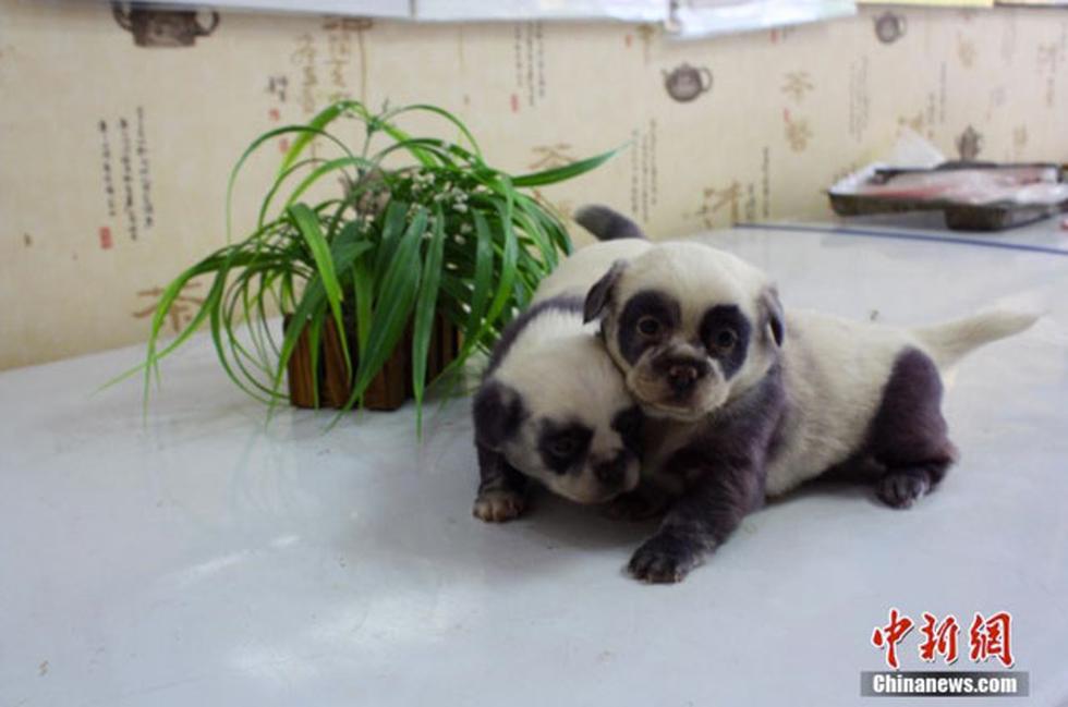 Nacen perritos-panda en China (FOTOS)
