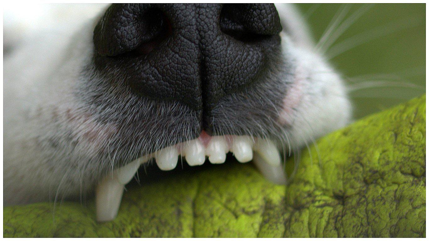 ¿Qué puede pasar si no se presta atención a la mordedura de un perro?