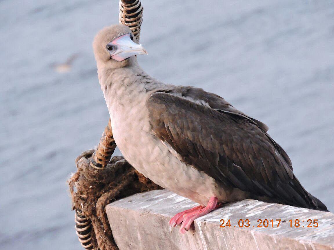 Regresan dos especies de aves a islas Guaneras del Perú