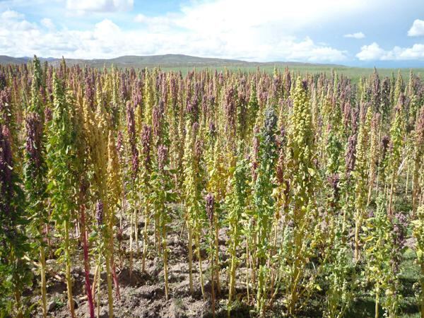 Banco Agropecuario impulsará áreas de cultivo de quinua
