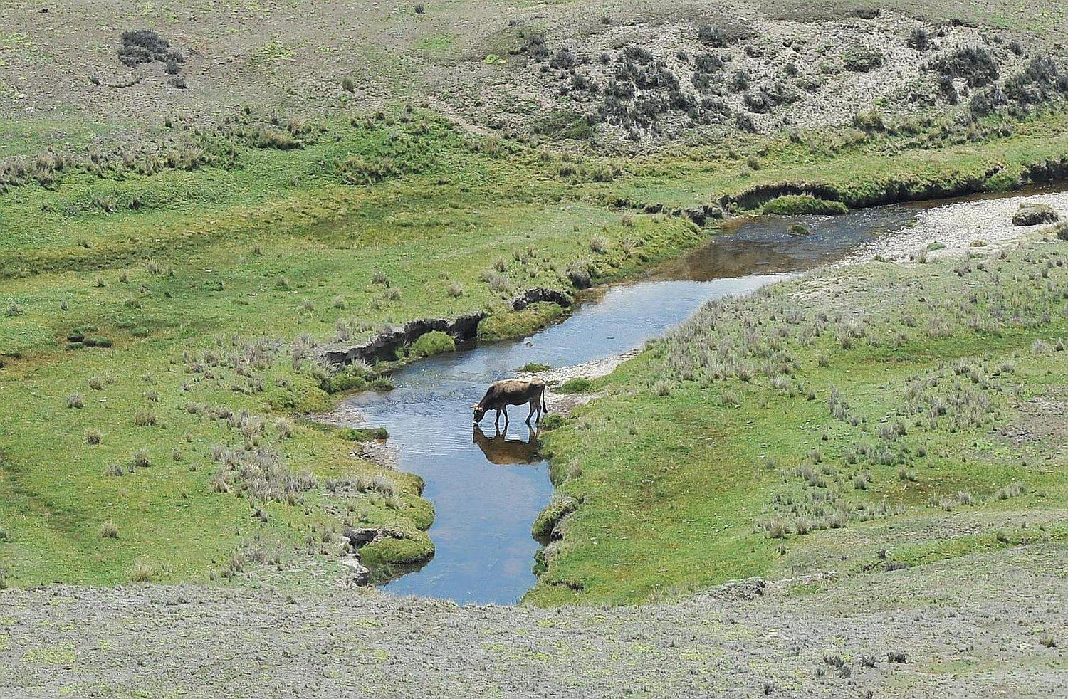 Alistan recuperación de áreas naturales para proteger el agua