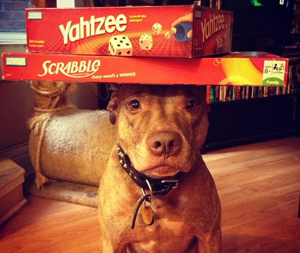 Perro hace equilibrio con cualquier cosa en su cabeza (FOTOS)