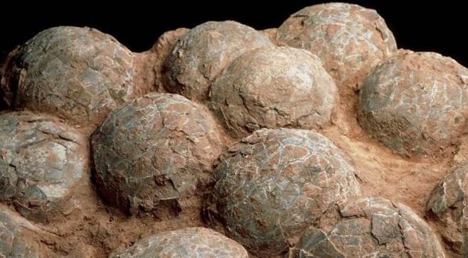 Descubren 43 huevos de dinosaurio fosilizados