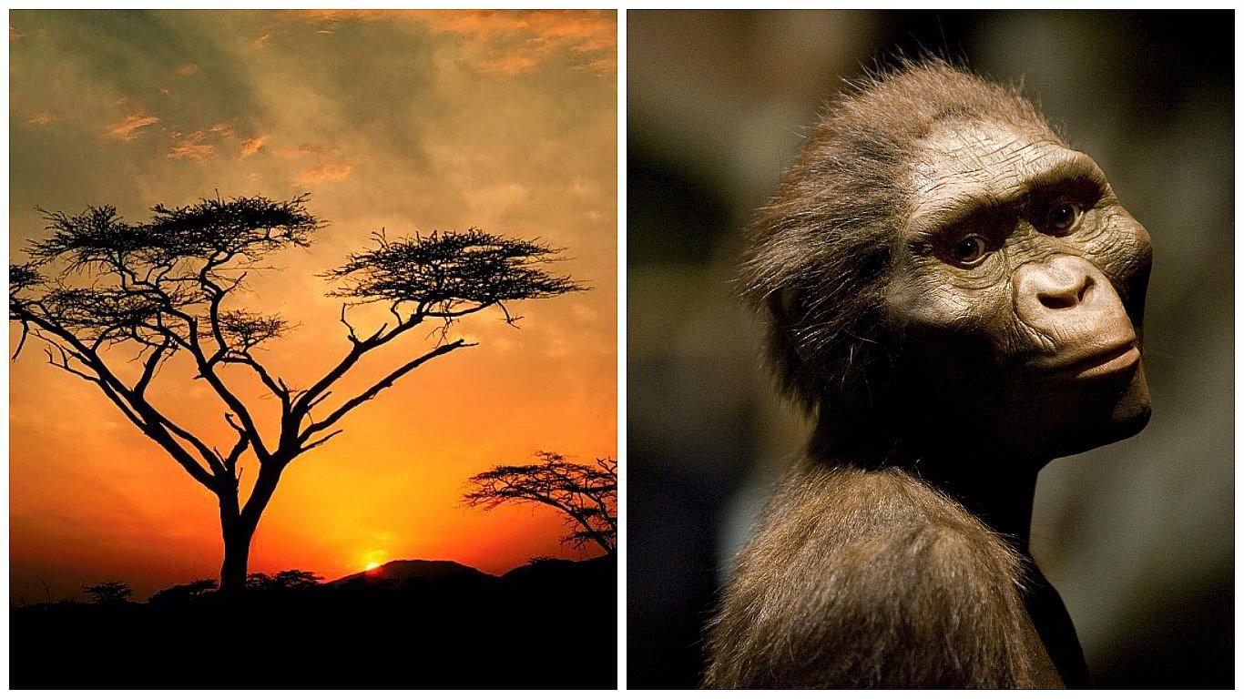 "Lucy" demuestra que antepasados de humanos pasaban mucho tiempo en los árboles