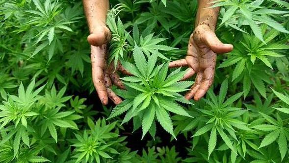 Uruguay: ​Buscan incluir curso sobre marihuana en currículo de Universidad