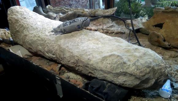 Fotografía cedida por el Museo Paleontológico de San Pedro, ubicado en la provincia de Buenos Aires (Argentina), que muestra una cola fosilizada de un armadillo gigante que vivió en el final de la edad Ensenadense, hace más de 700.000 años. (Foto: EFE/ Museo Paleontológico)