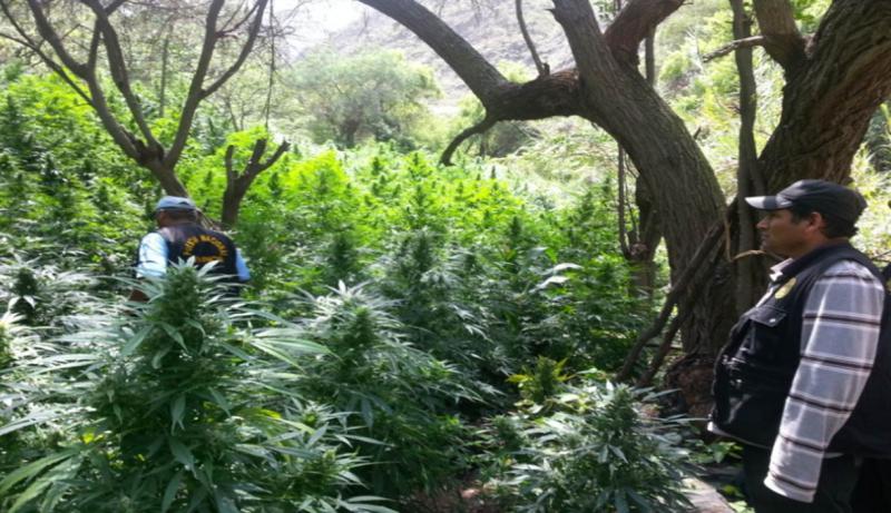 Daniel Urresti confirma que incinerarán 100 toneladas de marihuana