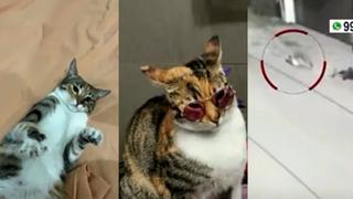 La Molina: vecinos denuncian que gatos son atacados por zorros y piden ayuda | VIDEO