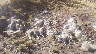 Abigeos matan a casi un centenar de ovejas en las alturas de La Oroya
