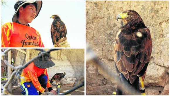 Halcones peregrinos, aves sorprendentes que ayudan a controlar a las palomas