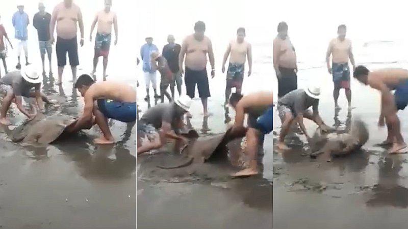 ​Bañistas intentaron salvar a raya que el mar varó en playa de Camaná (VIDEO)