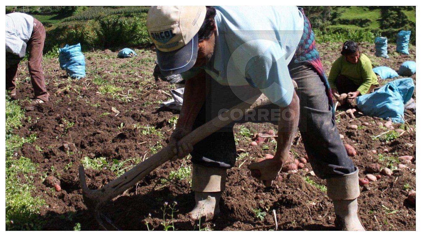 ​¿Cuánto le cuesta al agricultor producir una hectárea de papa?