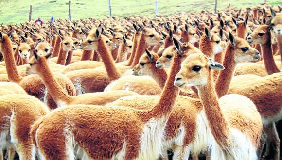 Proponen alternativa a sobrepoblamiento de vicuñas en Huachocolpa