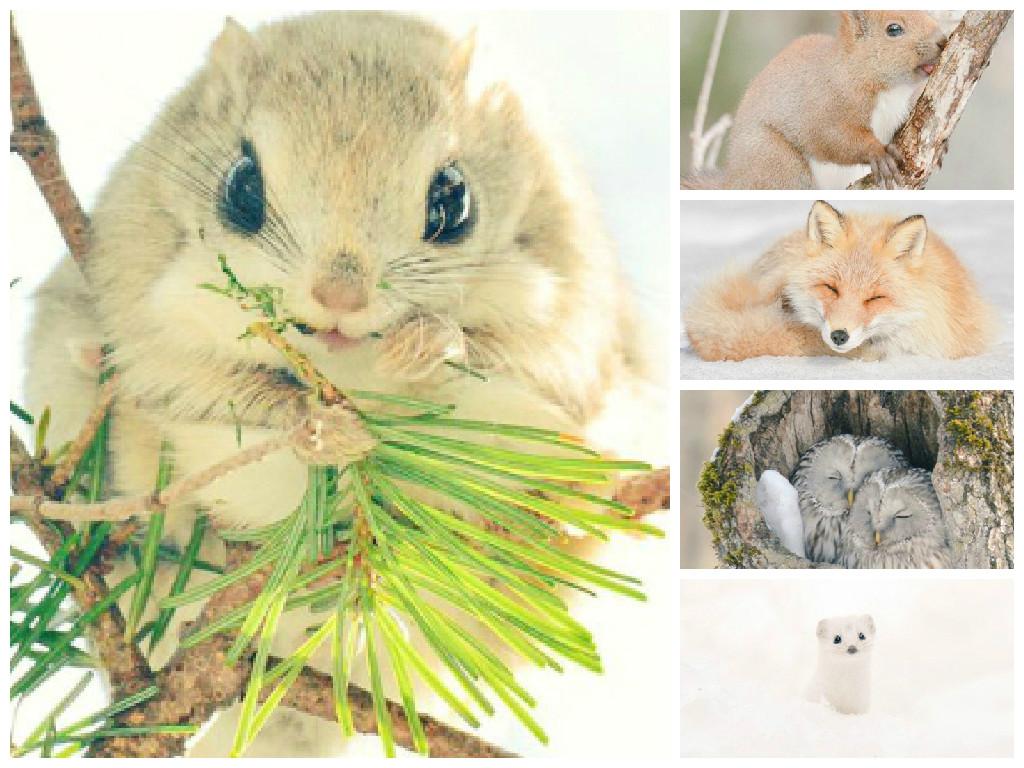 ​7 especies de animales que solo las encontrarás en la isla Hokkaido de Japón