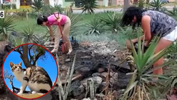 Desconocidos queman 15 gatos en parque. Foto: América Noticias