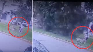 San Borja: pareja y su perro se salvaron de ser aplastados por caída de árbol | VIDEO