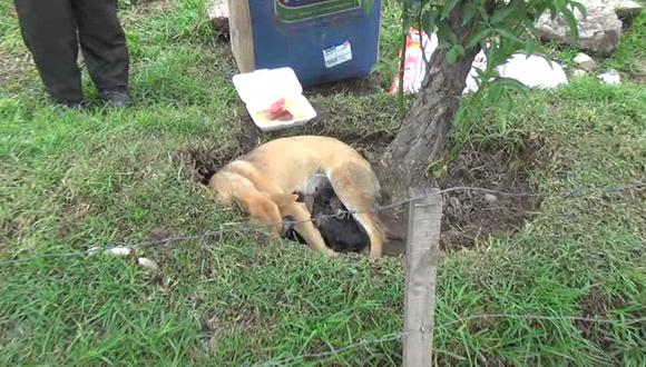 Rescatan a can  que alumbró ocho crías en la calle (VIDEO)