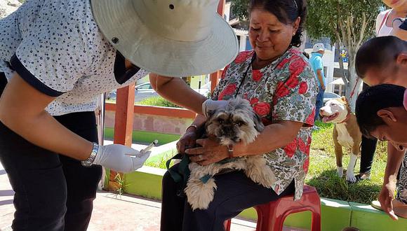 Este fin de semana vacunan a más de 20 mil canes en Moquegua