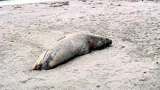 Varios lobos marinos son encontrados muertos en San Clemente