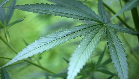 Marihuana: Nuevo estudio determina que consumo cannabis daña el cerebro