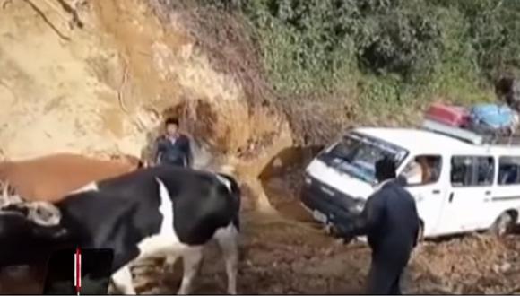 Cajamarca: Bueyes remolcaron a van que quedó varada en el lodo