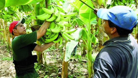 INEI: Baja la producción de plátano en Tumbes 
