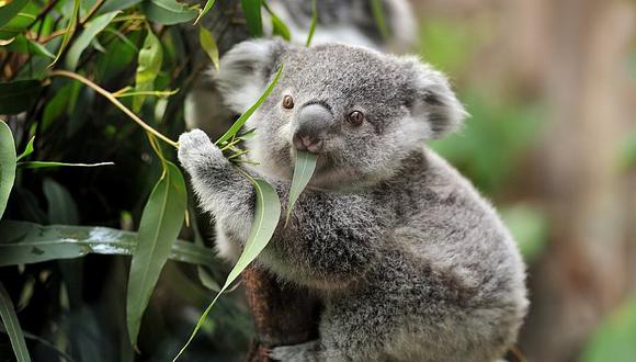 El koala ha sido declarado funcionalmente extinto, según ONG