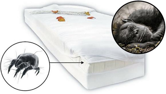 Estudio demuestra que nuestra cama está mucho más sucia que la de un chimpancé 