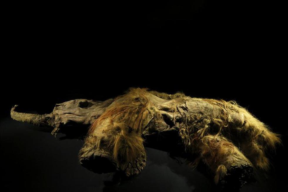 Exhiben por primera vez al mamut 'Yuka' considerado milagro surgido del hielo
