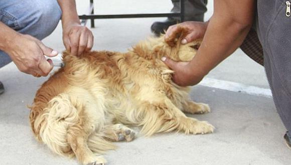 ​Alerta por cachorro que tenía rabia canina y fue comprado en la feria El Altiplano
