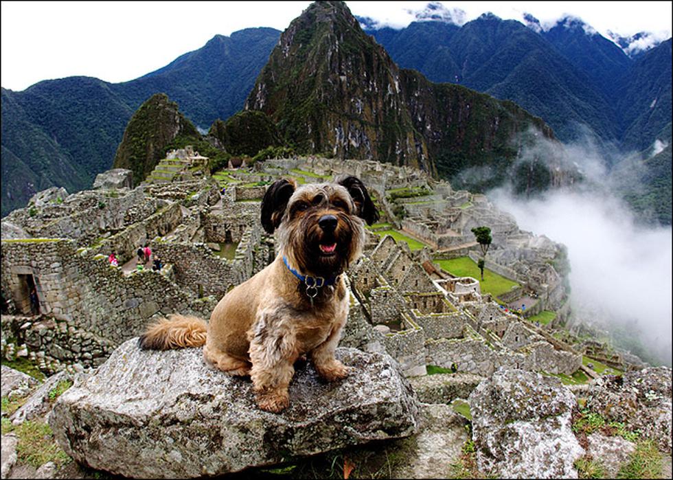 Murió atropellado Oscar, el famoso "perro trotamundos"