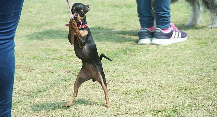 ​Policía abre curso de mini adiestramiento de canes (VIDEO)