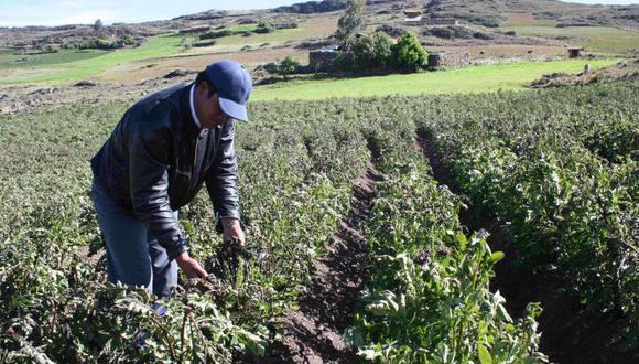 Pobladores de Jircán sembrarán 350 hectáreas de quinua
