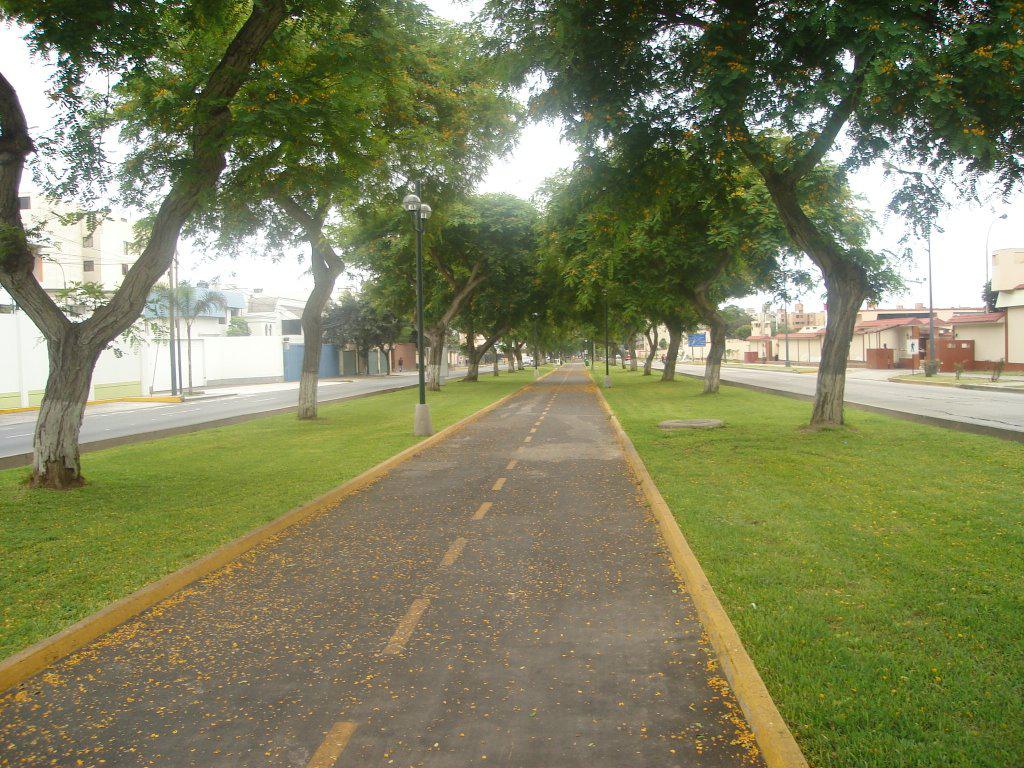 Polémica por ampliación de avenida Salaverry que implicaría retiro de árboles