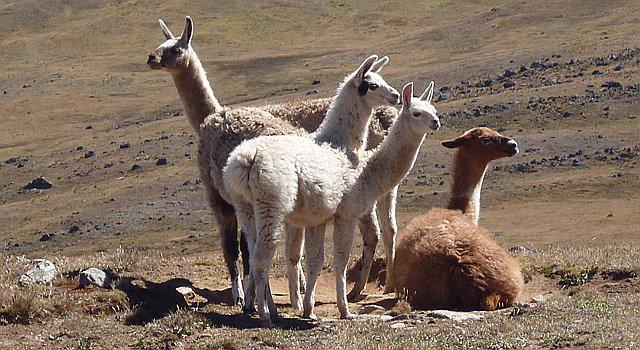 Pecsa intervendrá en la provincia de San Antonio de Putina 