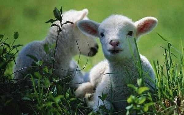 Francia: ​Inscriben a 15 ovejas en escuela rural para evitar cierre de una clase