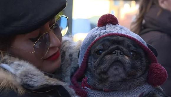 Increíble: El pug se convierte en el último "accesorio" de moda en Reino Unido (VIDEO)