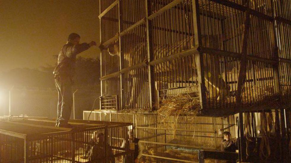 Defensores de animales rescatan 3 leones de los circos en Cusco