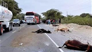 Un ómnibus arrolla once cabezas de ganado en la carretera Piura-Chiclayo